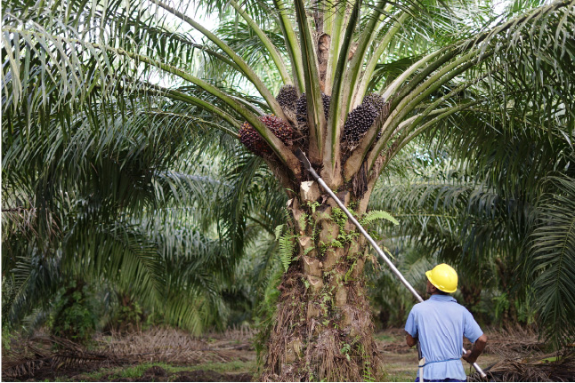 arbeiders uitgebuit voor palmolie